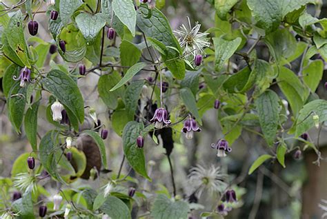 Clochettes pourpres de Clematis dasyandra