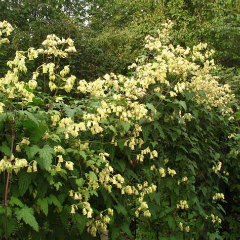 Fleurs jaune pâle de Clematis rehderiana