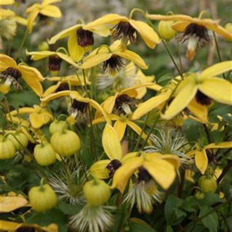 Clochettes jaune vif de Clematis tangutica