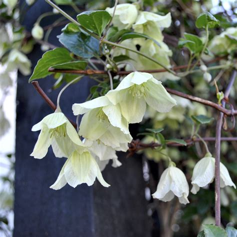 Clochettes blanches de Clematis cirrhosa