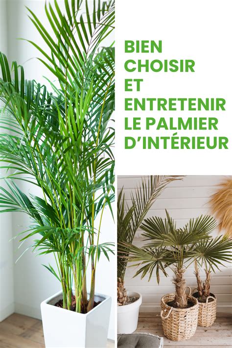 un palmier d'intérieur bien entretenu