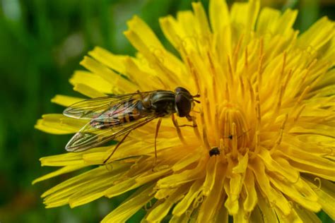 Syrphe ceinturé sur une fleur