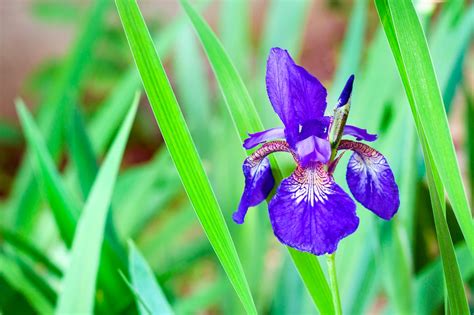 Gros plan sur une fleur d'Iris de Sibérie