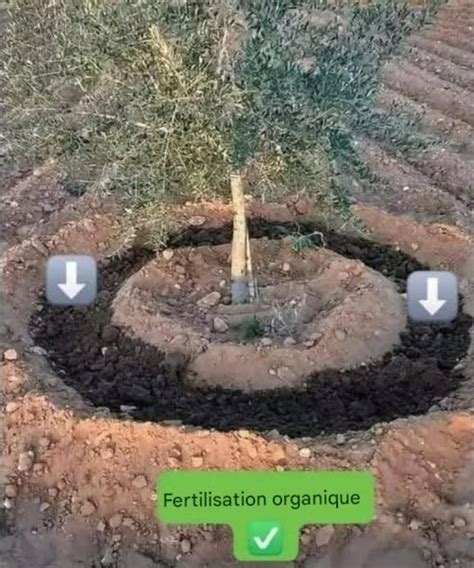 Photo comparative de rosiers fertilisés avec un apport organique vs sans fertilisation