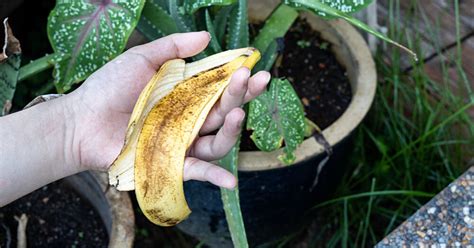 une peau de banane déposée au pied d'une plante verte en pot