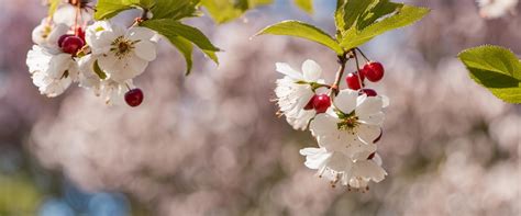 Cerisier en fleurs et ses fruits