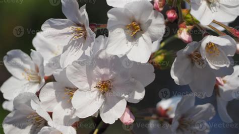 Fleurs blanches du cerisier d'Itxassou