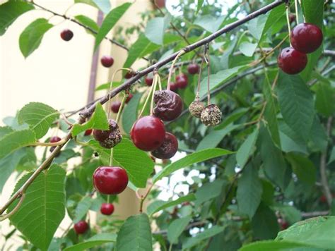 Cerises atteintes de moniliose