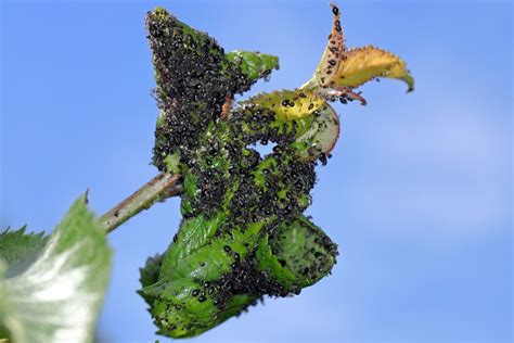 Pucerons noirs sur une feuille de cerisier