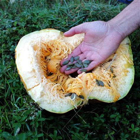 Graines de courge Lady Godiva