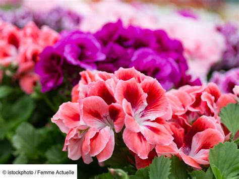 Schéma illustrant la différence entre un Pelargonium et un Geranium vivace