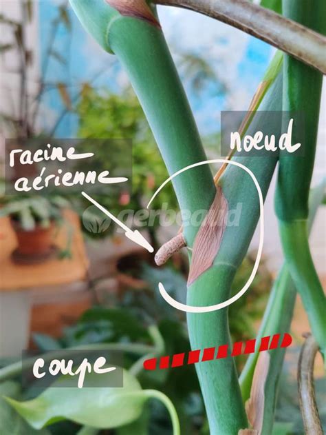 Schéma illustrant la coupe sous le nœud d'une tige de pothos