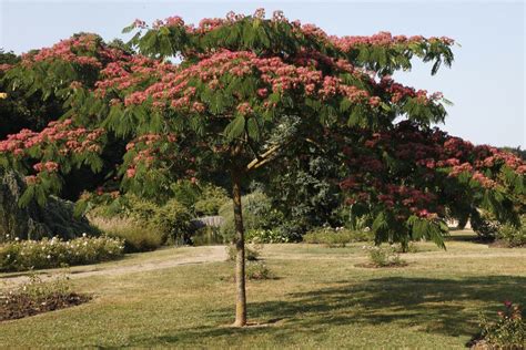 L'Albizia en pleine floraison avec ses pompons caractéristiques