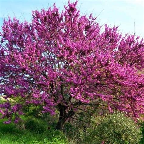 Arbre de Judée en fleurs au printemps