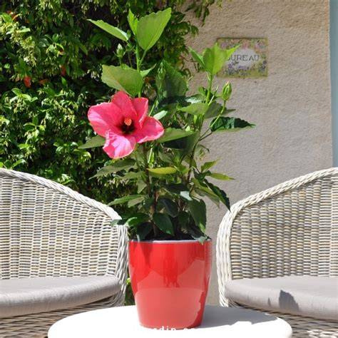 Hibiscus en pot avec un feuillage sain et brillant