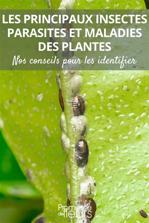 Illustration des principaux parasites de l'hibiscus et comment les traiter