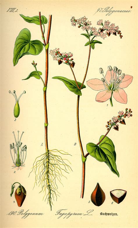 Illustration de la plante de sarrasin avec ses fleurs blanches et ses feuilles en forme de cœur