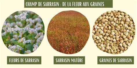 Infographie comparant la croissance du sarrasin avec d'autres cultures d'engrais vert
