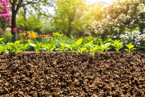 Vue d'un jardin parfaitement préparé avec un sol homogène et aéré grâce à la motobineuse