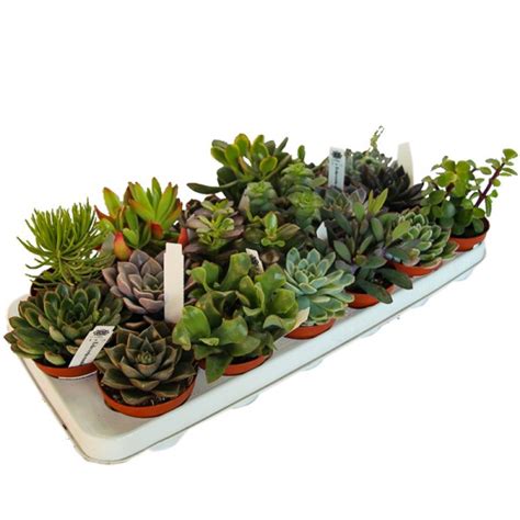 Plantes succulentes variées en pot