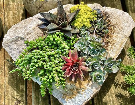 Plantes succulentes en pleine terre dans un jardin