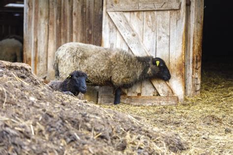 Schéma d'application du fumier de mouton en paillage