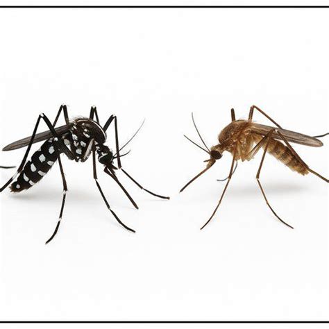 Comparaison entre moustique tigre et moustique commun