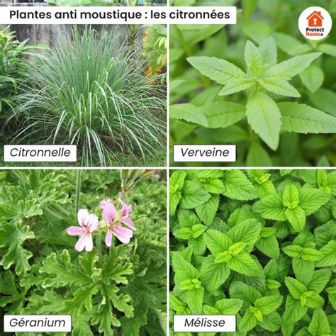 Jardin avec plantes anti-moustiques