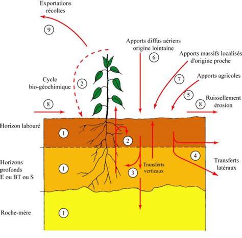 Diagramme illustrant la profondeur de plantation idéale avec le collet au niveau du sol