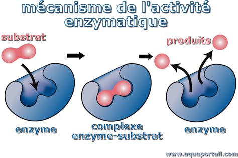 Infographie montrant l'action des enzymes de Cannazym sur les racines mortes dans le terreau