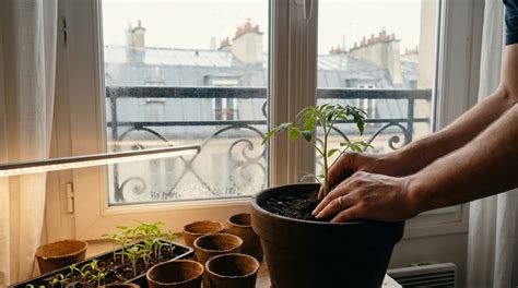 Semis en intérieur avec des jeunes plants prêts à être repiqués