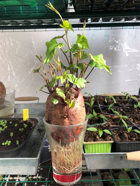 Mini-serre avec des plants de patates douces en germination