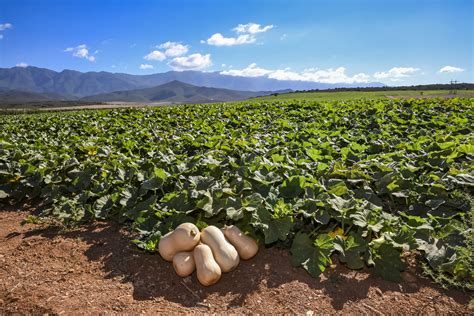 Champ de courges musquées en plein développement