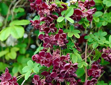 tableau comparatif plantes grimpantes ombre