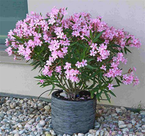 Laurier-rose en pot sous voile d'hivernage