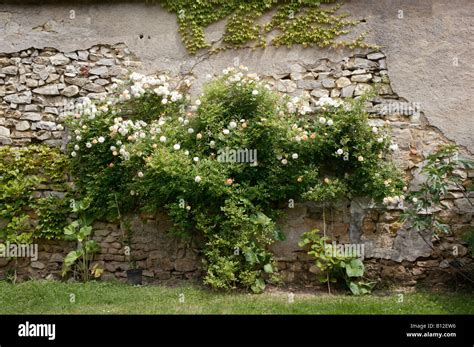 Rosier grimpant sur un mur