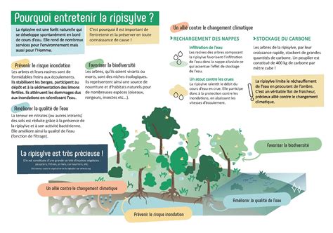 Infographie sur l'importance de la ripisylve pour les invertébrés aquatiques