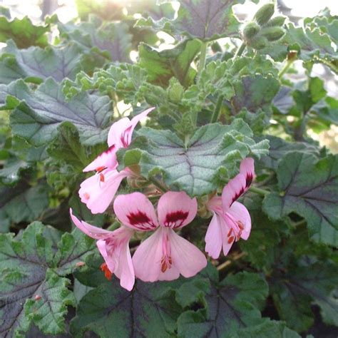 Illustration d'un géranium odorant Pelargonium quercifolium en fleurs