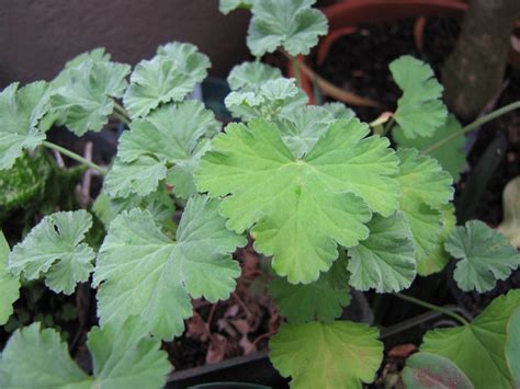 Variété de feuilles de différents Pelargoniums odorants