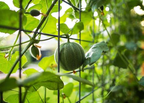 Image d'un melon suspendu dans un filet de support