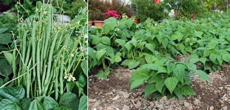 Comparaison entre haricots nains et haricots à rames