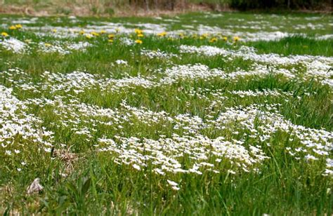 Pelouse fleurie avec diverses plantes