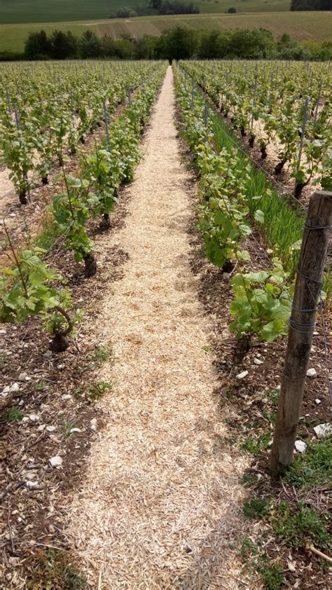 Paillage de miscanthus dans les vignes