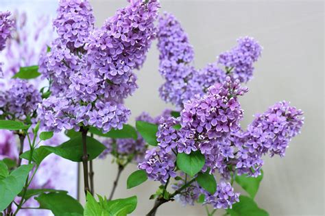 Lilas en fleurs