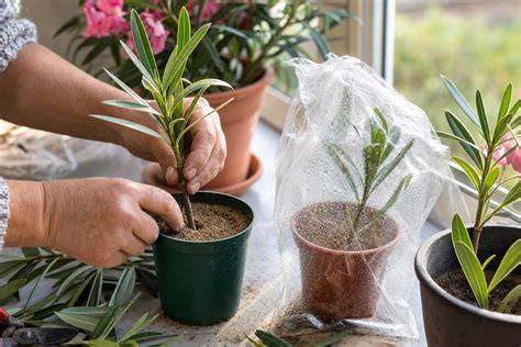 Boutures de lilas sous mini-serre