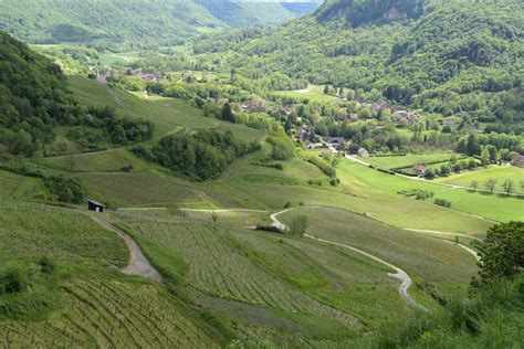 Vue panoramique du vignoble de Château-Chalon depuis la Fruitière de Voiteur
