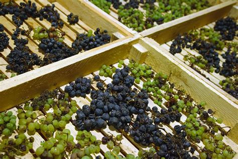 Photo de raisins passerillés sur des claies pour le Vin de Paille