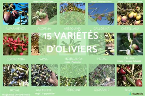 Variétés de fruits typiques du Var