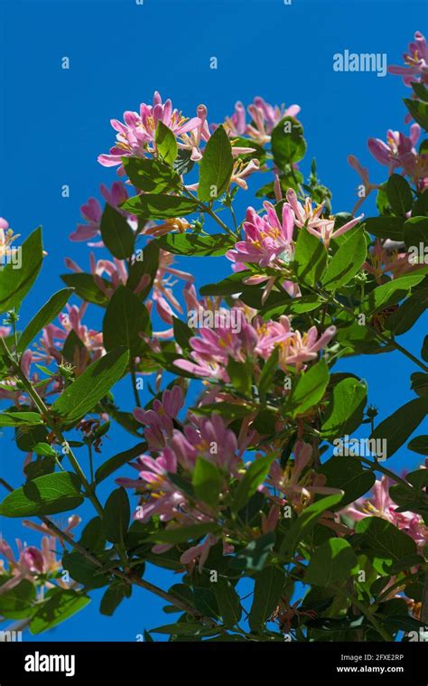 Chèvrefeuille en pleine floraison