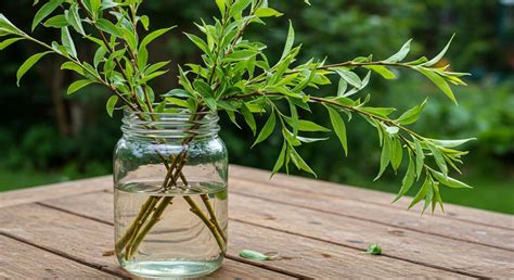 Saule pour hormone de bouturage naturelle
